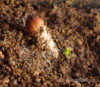 klíčící semeno araucarie